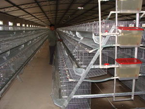 黎平鴿子籠 誠信絲網，保障質量，優選紡織原料